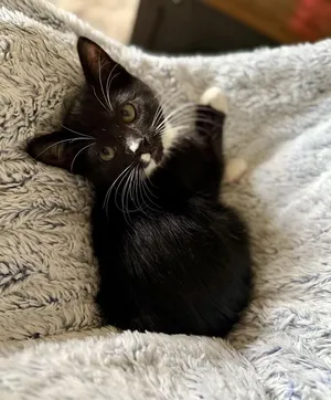 Bitsy