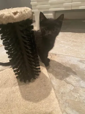 Oliver & Co.: Einstein