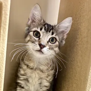 Kahlua