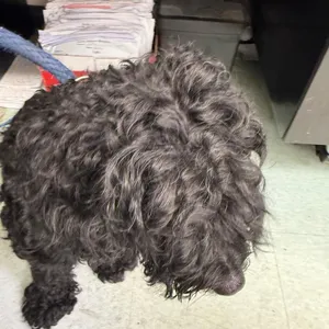 Doodle Bug