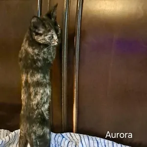 Aurora