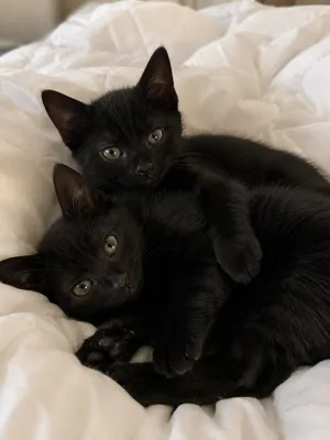 Teddy & Bear