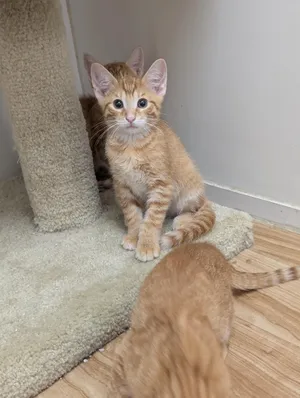 Dorito