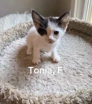 Tonia