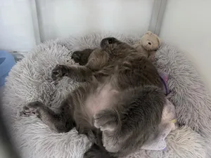 Mister Kitty