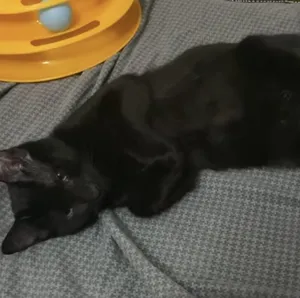 Luca