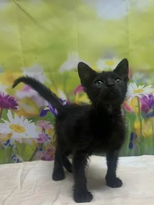 Funyun