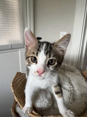 Tofu (& Tuna)