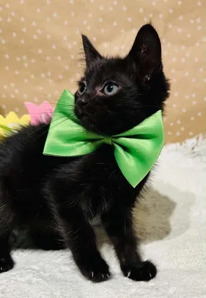 Peanut Wigglebutt