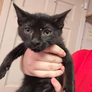 Night Crawler FKA Felix