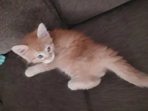 Darby