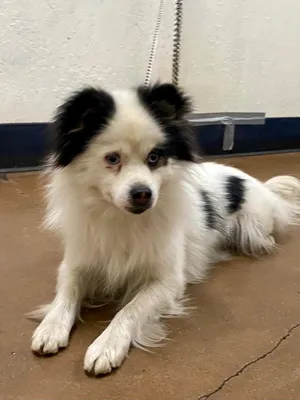Pom/Aussie