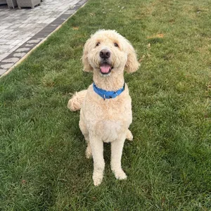 Brady