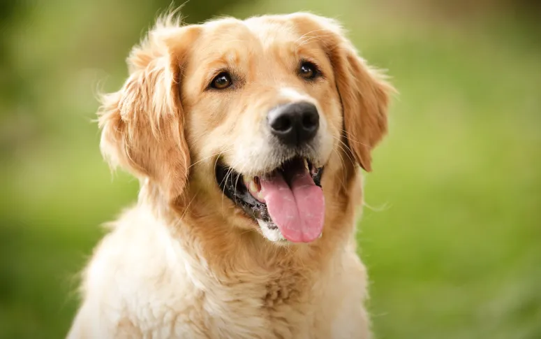 The 10 Best Medium-Sized Dog Breeds