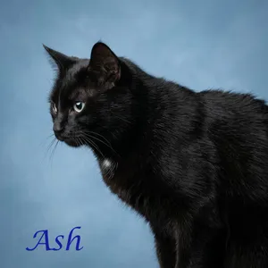 Ash C26-187