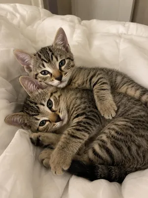Honey & Bear