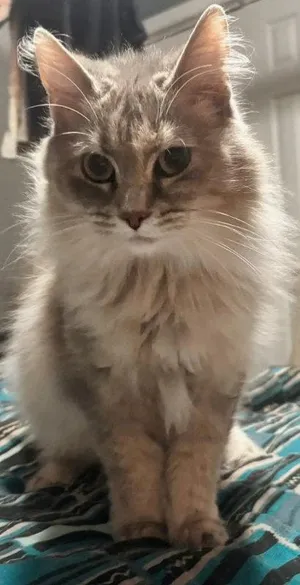 Freya
