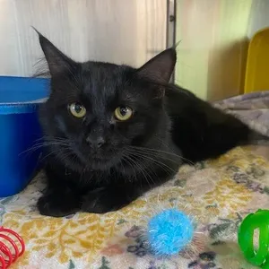 Marvin