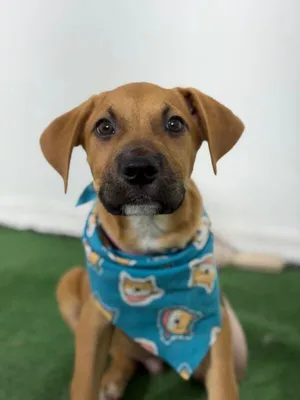 Finnagan-One of our Amazing Rescue Dogs