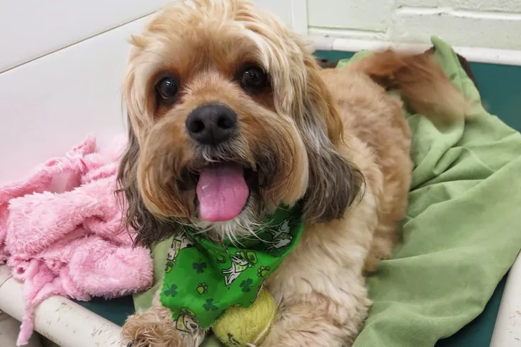 Diamond Dog Rescue