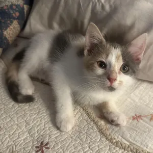 Lovey