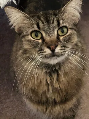 Freya