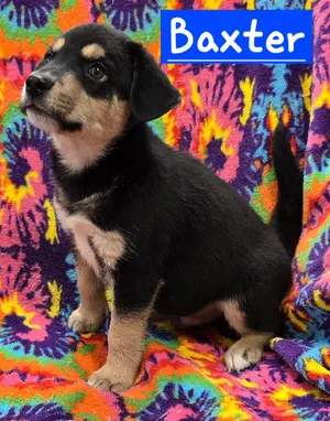 Baxter