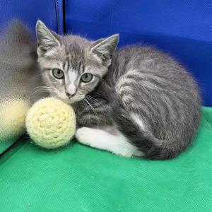 Bubbles