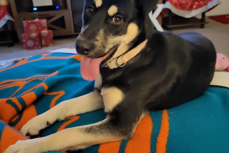 Jasper County Animal Shelter