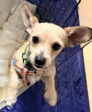 ARCHIE