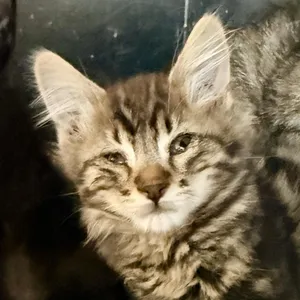 Jax
