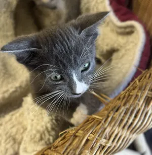 Teagan