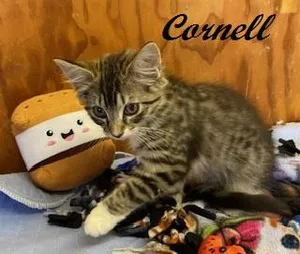 Cornell