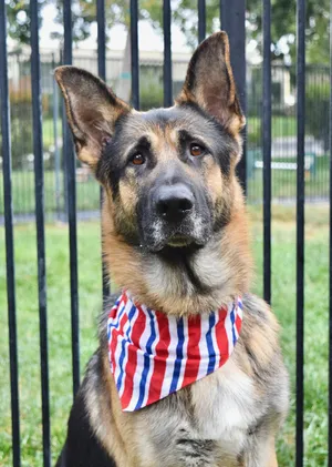 Maverick