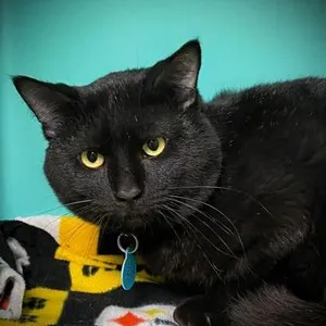 Bart