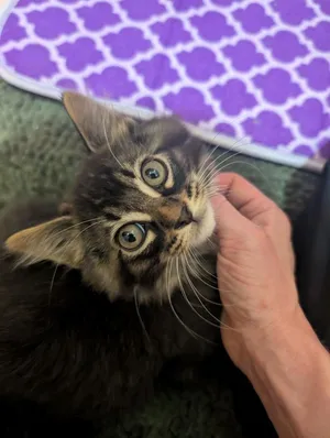 Potato