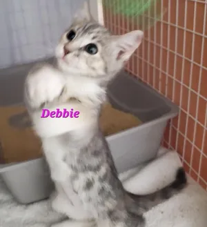 Debbie (dexter)