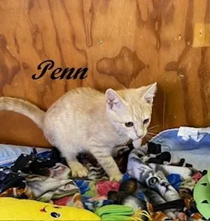 Penn