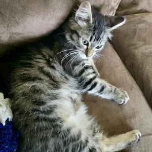 Sammy