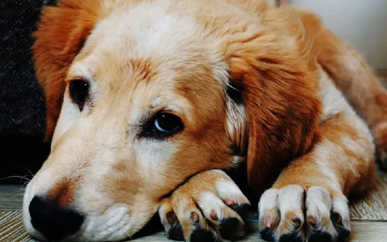 8 Common Health Concerns In Senior Dogs According To Experts