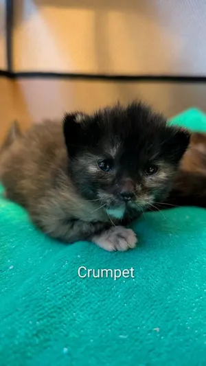 Crumpet
