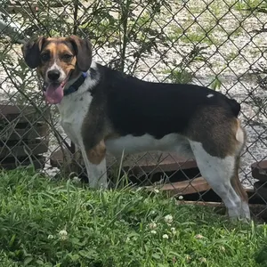 Rico