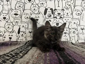 EBONY