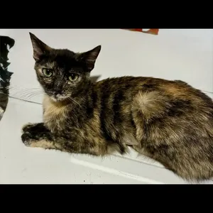 Tuna Bug