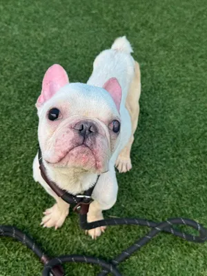 Romie~FOSTER OR FOSTER TO ADOPT NEEDED~