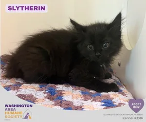 Slytherin