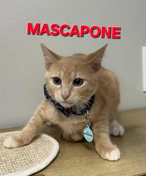 Mascarpone NS