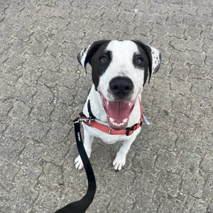 Benny