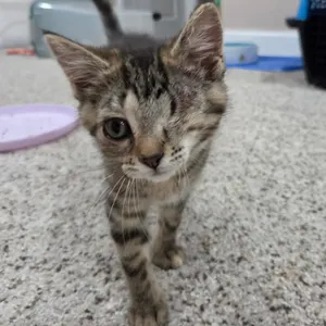 Cecelia