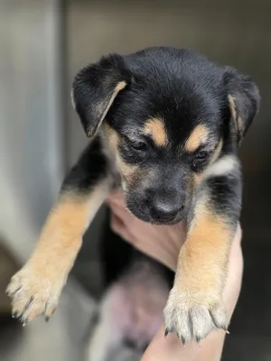 Biscuit